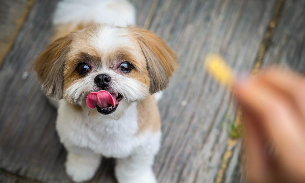 Un chien chitsu est au centre de l'image, il regarde vers l'objectif et tire la langue. Au premier plan, une main floue tient une friandise que le chien regarde.