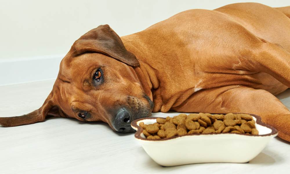 un rhodésian ridgback est allongé à côté d'une gamelle de croquettes. Il se demande combien de temps un chien peut rester sans manger.