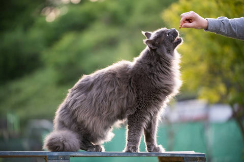 Comment savoir quelle quantité de nourriture donner à son chat