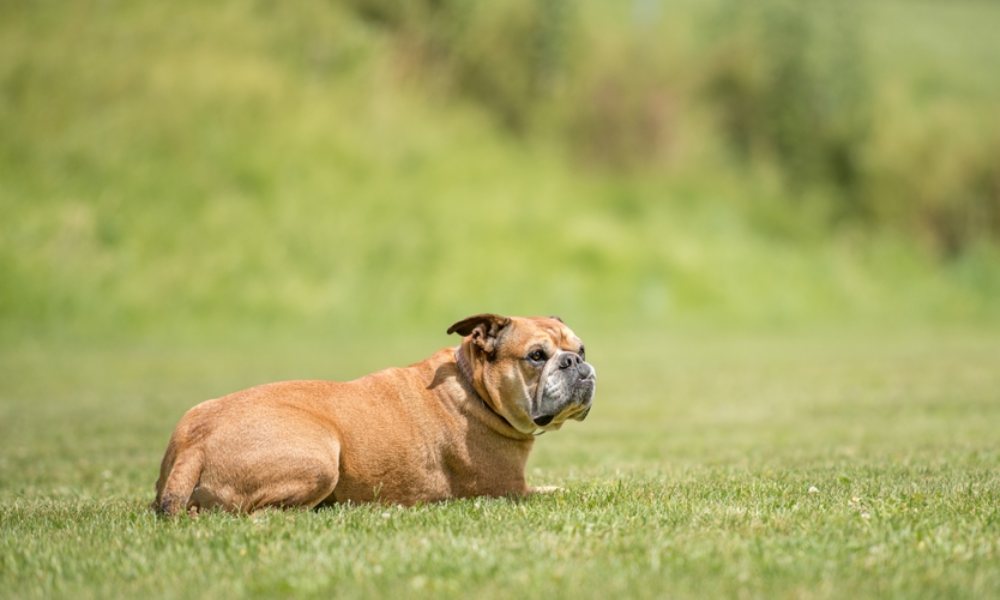 Le Bulldog Continental : comprendre cette race de chien – Stan.bio