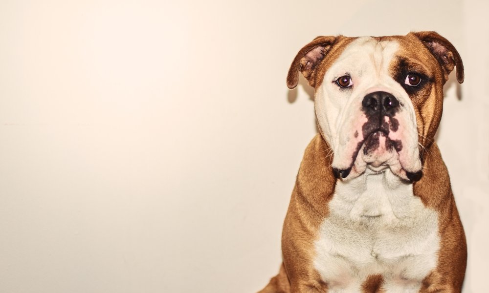 Un chien continentale bulldog est sur la droite de l'image. Il regarde l'objectif. Le fond est beige.