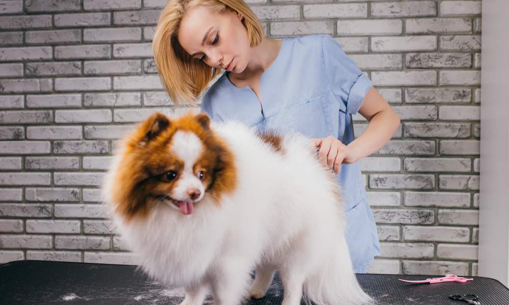 Une toiletteuse en blouse bleu coupe les poils d'un petit chien blanc. Elle fait le toilettage de l'animal.