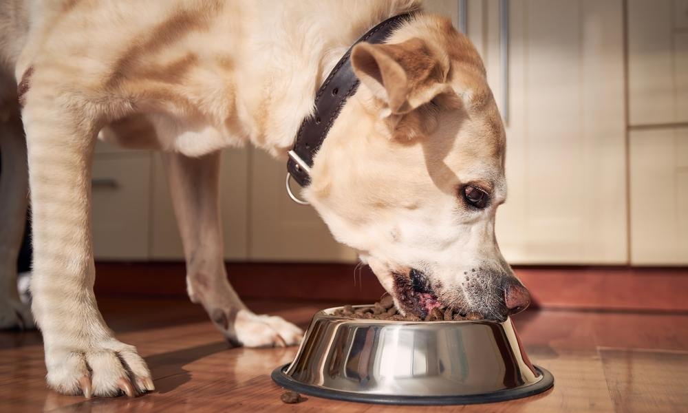 Un labrador beige mange des croquette bio pour chien dans un bol en fer. On imagine que le chien est dans une cuisine.