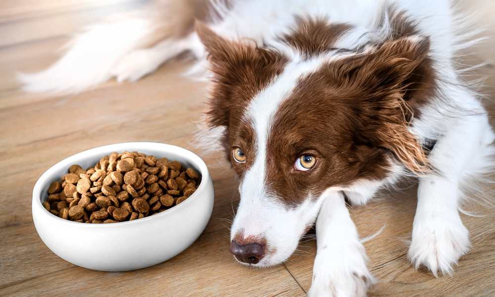 Un chien marron et blanc est allongé à côté d'un bol de croquette bio pour chien. Le sol est un parquet.