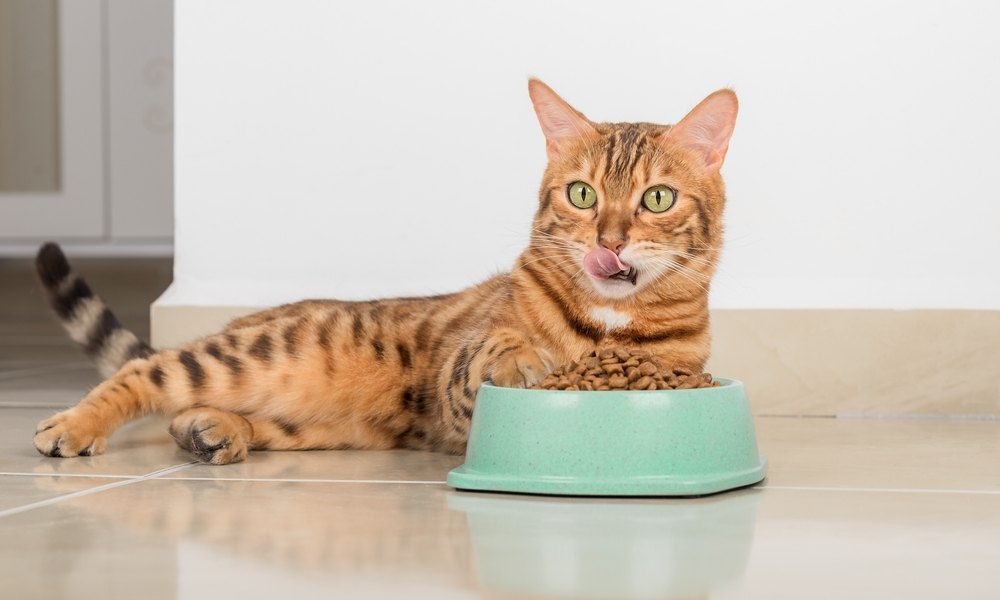 Un chat roux tigré est allongé à côté d'un bol vert, rempli de croquettes pour chat bio. Le chat regarde vers l'objectif.