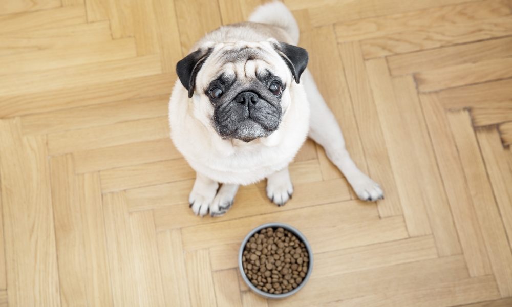 Un bulldogue français vu de haut regarde l'objectif. Devant lui se trouve un bol de croquette pour chien bio.