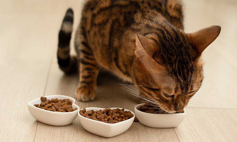 3 bols de croquettes bio pour chat sont posés par terre. Un chat tigré mange dans le bol de droite.