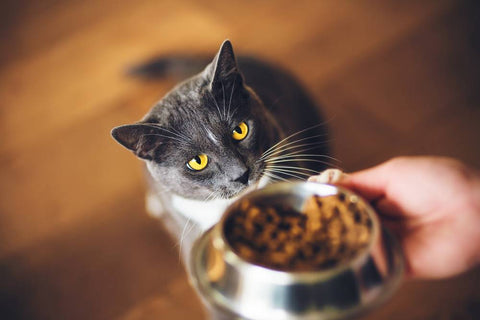 Bien choisir la nourriture sans céréales pour chat –