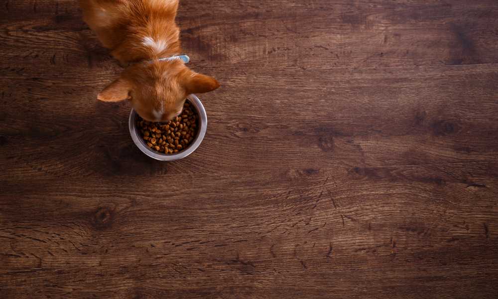 Un petit chien vu de haut mange des croquettes naturelles dans un bol en fer.