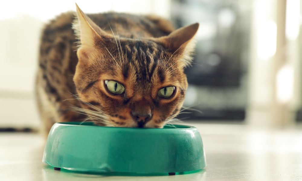 Un chat tigrés mange des croquettes pour chat sterilise dans une gamelle verte au centre de l'image. L'arrière plan est flou mais on imagine un intérieur de maison.