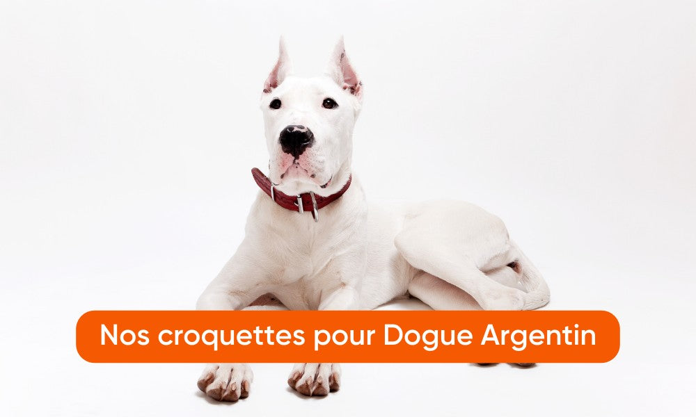 Un dogo argentino blanc est au centre de l'image. Le chien blanc est allongé sur le sol. Un call to action orange incite a cliquer. Le fond est blanc.