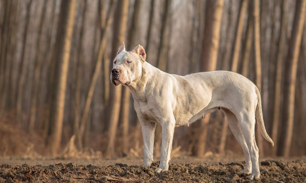 Un dogue argentin blanc s'obtient à prix élevé. Ce chien de race est sur 4 pattes en forêt. Il regarde vers la gauche de l'image.