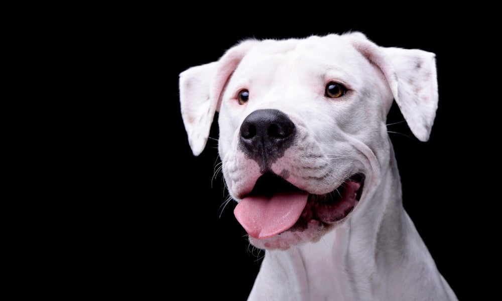 Un dogue argentin blanc est au centre de l'image. Le chien de race est en gros plan et regarde vers l'objectif. Le fond est noir.