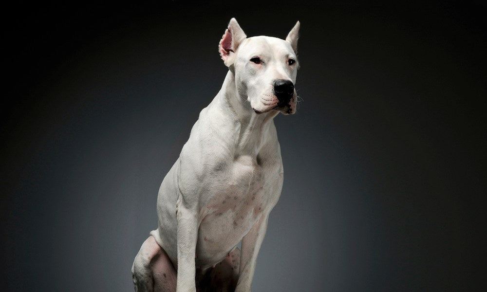 Un dogues argentin blanc est au centre de l'image. Le chien de race regarde vers la droite de l'image. Le fond est noir.