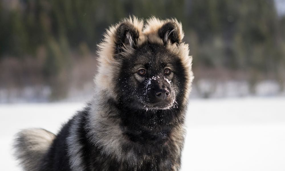 Un chien eurasien noir est au centre de l'image. Le fond est flou mais on comprend que le chien est dans la neige.