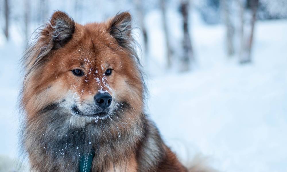 Le prix d'un chien eurasier est assez élevé car c'est une race unique. Le chien est au centre droit, il regarde vers la droite de l'image. Le fond est flou mais on voit de la neige.