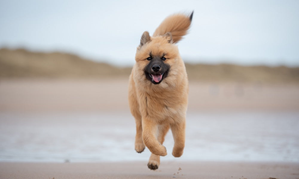 Un chiot eurasier est au centre de l'image. Le chien de race semble heureux et courir sur la plage. Le fond est flou.
