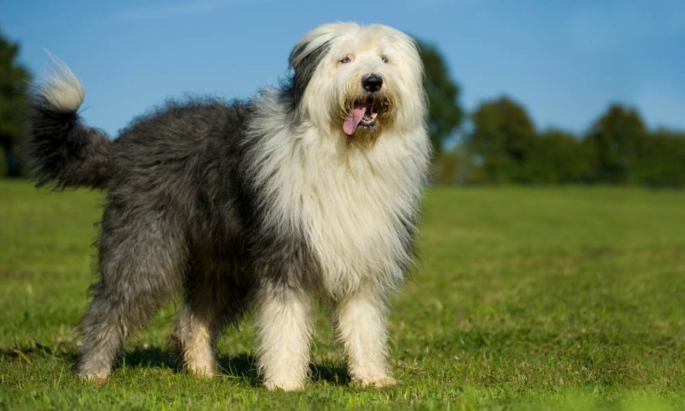 Un grand chien au poil long, est au centre de l'écran dans un espace vert. Le fond est flou.