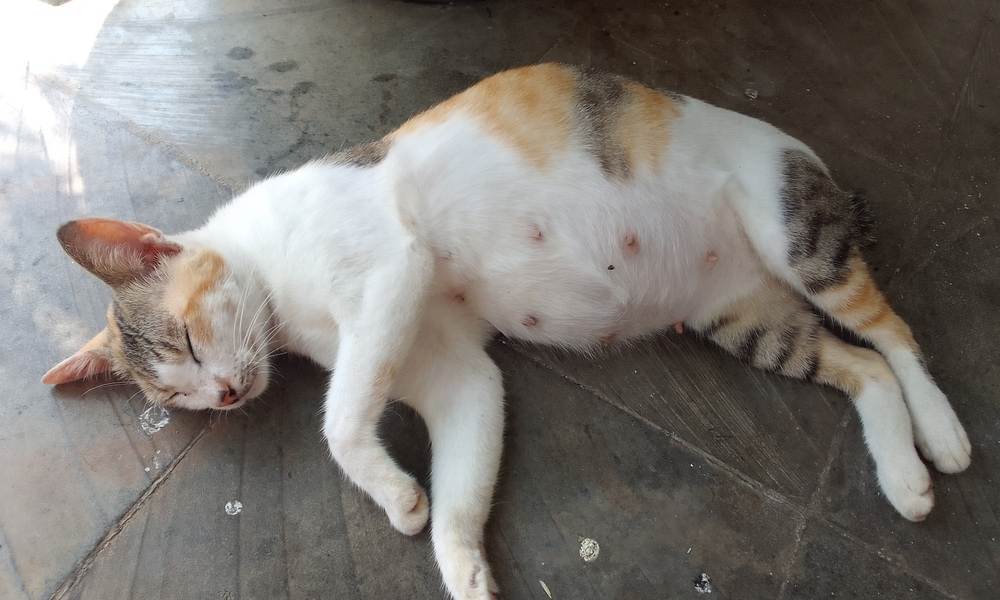 Un chat en pleine grossesse est allongé sur le sol. Elle est enceinte et dort pour que ses chatons soient en bonne santé.