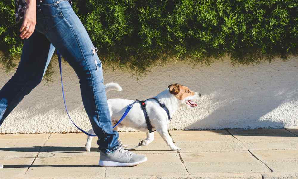 Un chien Jack Russell est tiré par une harnais dans la rue par une femme. Le chien et la personne marchent vers la droite.