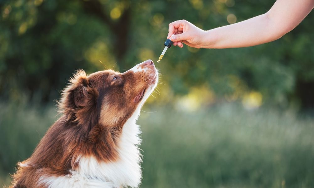 Huile de Saumon pour chien