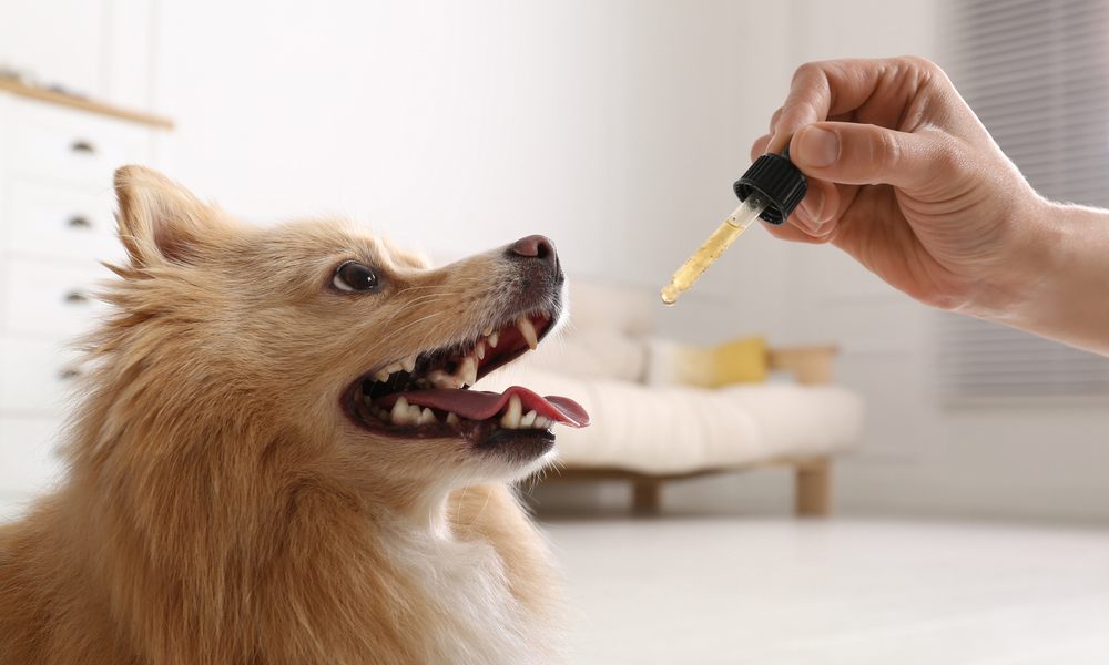 Les bienfaits de l'huile de coco pour les chiens