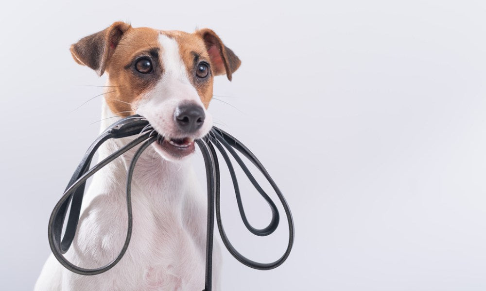 Une laisse pour chien est tenue dans la bouche par un Jack Russell blanc et marron. Le chien est en gros plan.