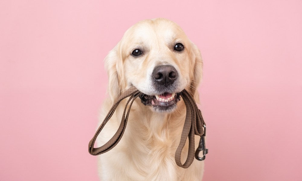 Un labrador tient une laisse marron pour chien dans sa bouche. Le chien regarde l'objectif et sourit. Le fond est rose.