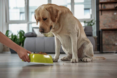 Les règles à respecter pour bien nourrir son chien – Stan.bio