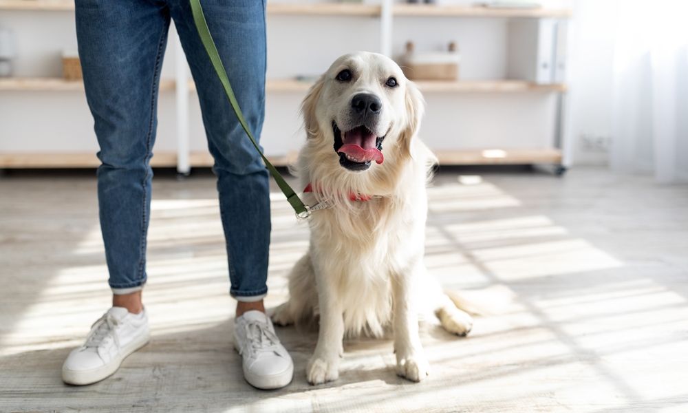 Un Labrador blanc est au centre de l'image. Il est tenu par une personne avec une longe verte. Ils sont en intérieur.