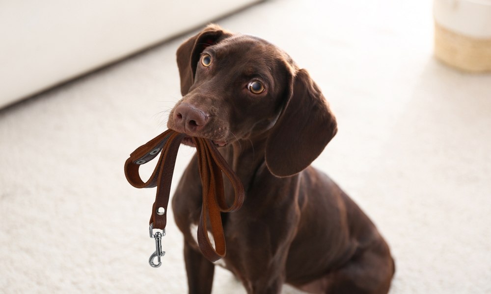 Une longe pour chien est tenue dans la bouche par un petit chien. Le chien regarde l'objectif. Le fond est flou.