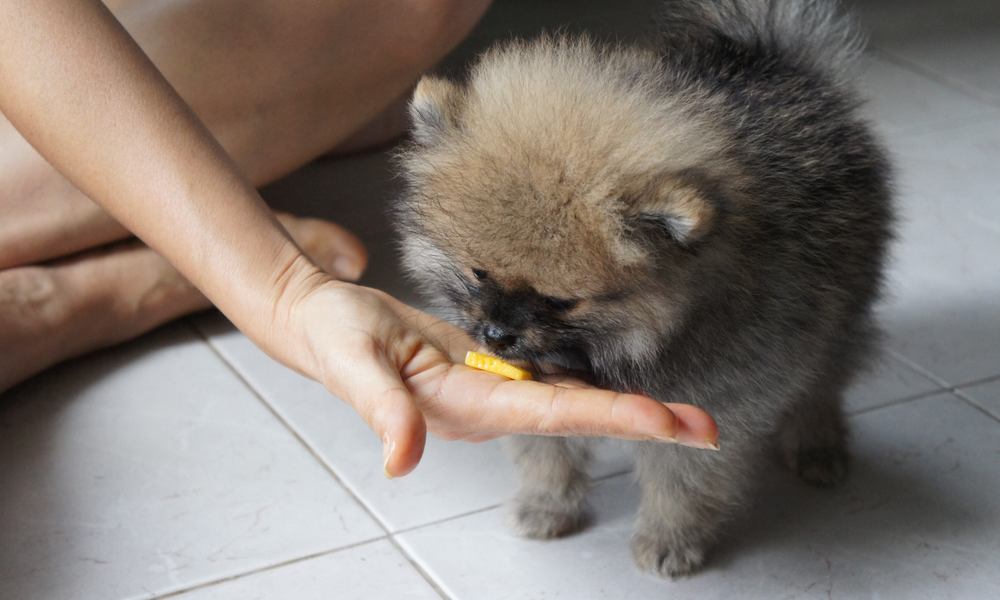 Un très beau chiot spitz pomeranian est au centre de l'image. Une femme lui donne de la mangue, un fruit bon pour la santé du chien, dans le creux de sa main.