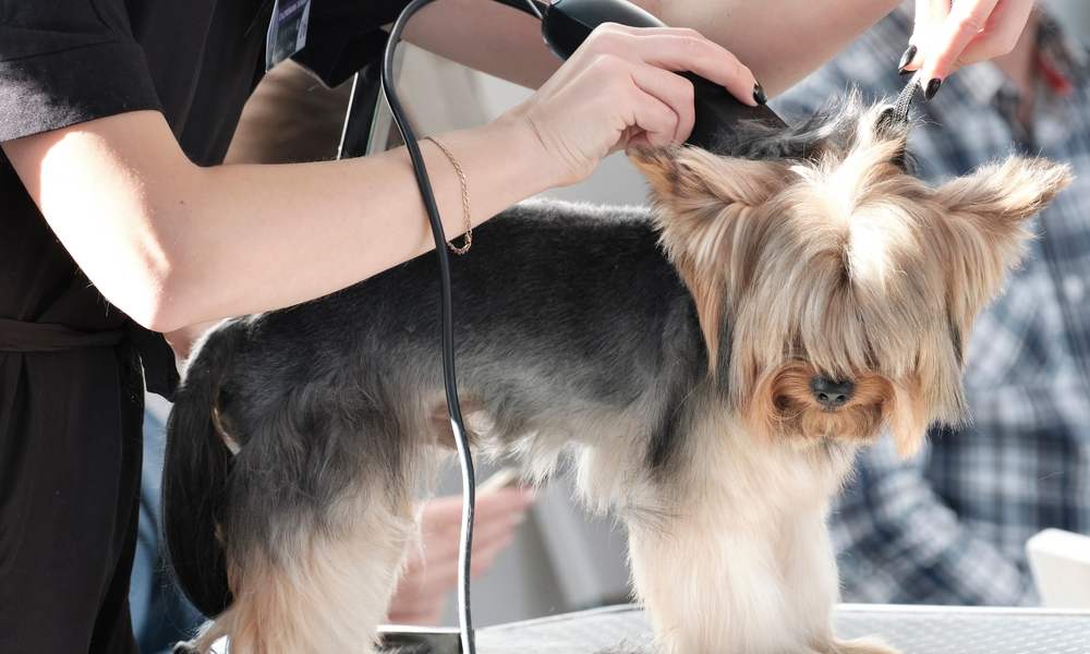 Un femme effectue un toilettage pour chien avec une tondeuse, un matériel adéquat pour l'entretien de l'animal.
