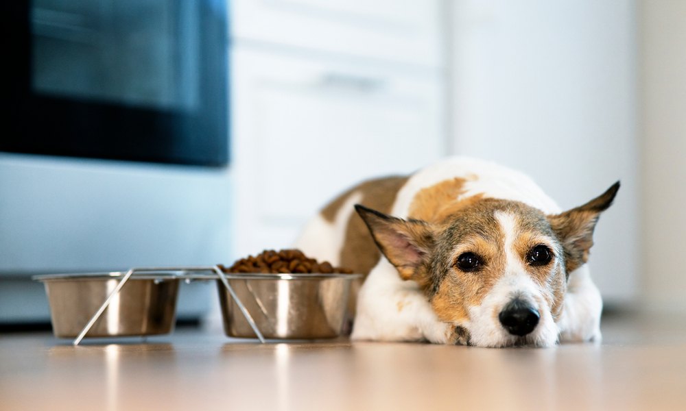 Mon chien ne mange plus et boit beaucoup, un canidé malade est allongé à côté de deux gamelles, une remplie d'eau et l'autre de croquettes.