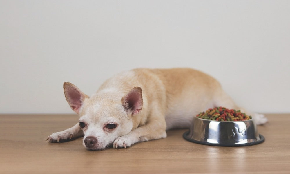 Mon chien ne mange plus, un chihuahua beige est allongé à côté d'une gamelle en fer remplie de croquettes.