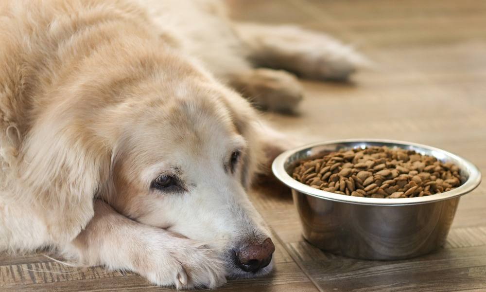 Mon chien refuse de manger, un Golden Retriever est triste, allongé à côté d'une gamelle en fer remplie de croquettes.