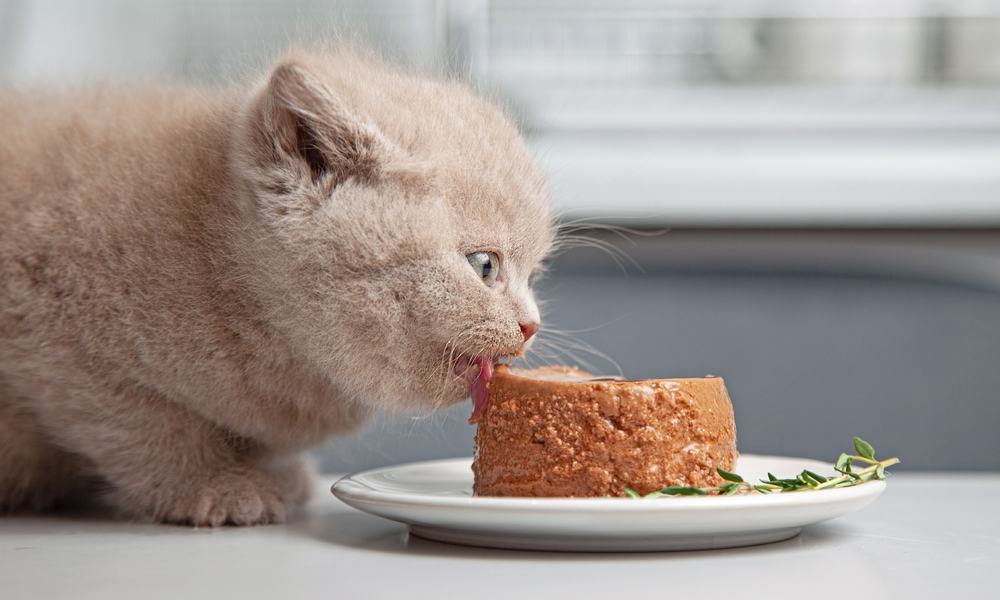 Comment savoir quelle quantité de nourriture donner à son chat