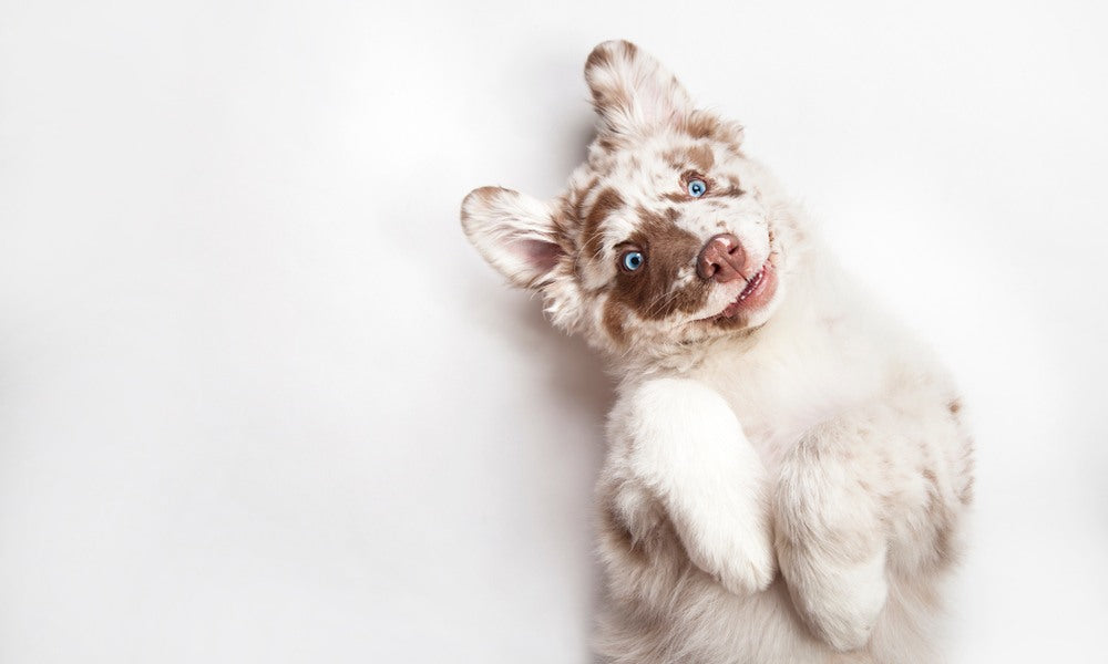 La bonne nourriture chien est indispensable pour qu'un canidé soit en bonne santé.