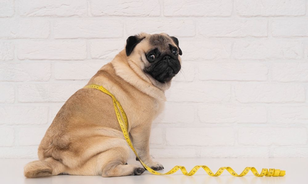 Un chien touché par l'obésité est au centre de l'image. Un mètre jaune fait le tour de son abdomen pour calculer son surpoids.
