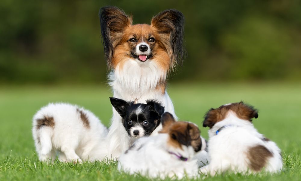 Un chien papillon est avec des chiots, cette race de chien est spéciale et superbe. Ils sont dans la nature.