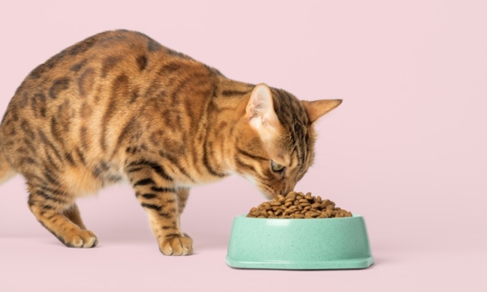 Peut on donne des croquettes normal a un chat strerilise, la réponse est non. Un chat stérilisé mange des croquettes spéciales dans un bol vert.