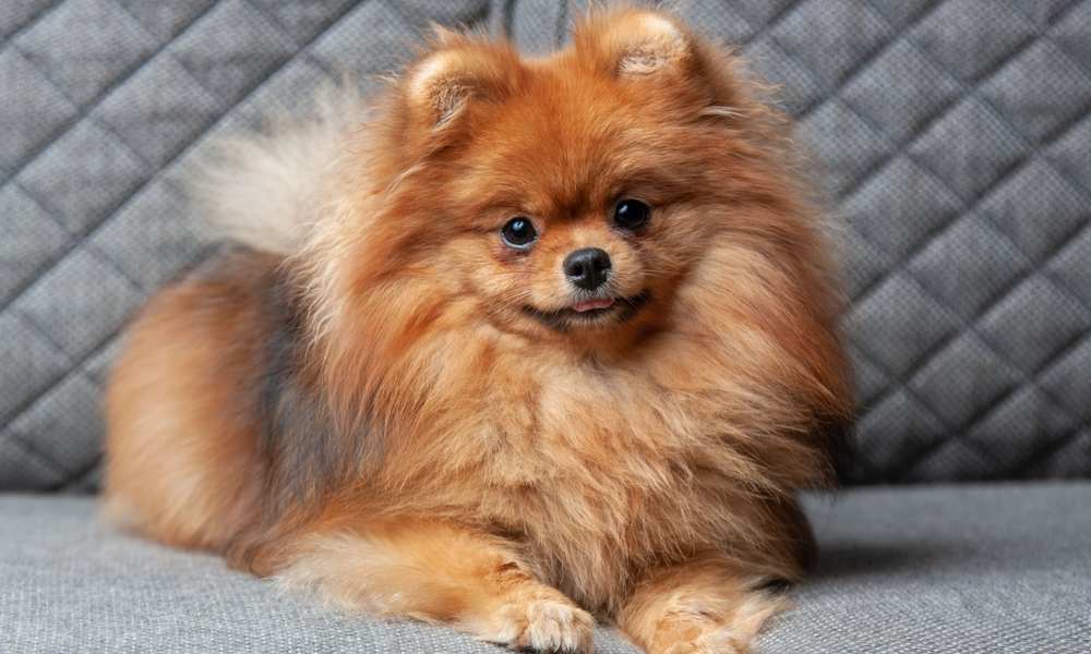 Le Pomeranian : le guide complet sur ce Spitz Nain – Stan.bio