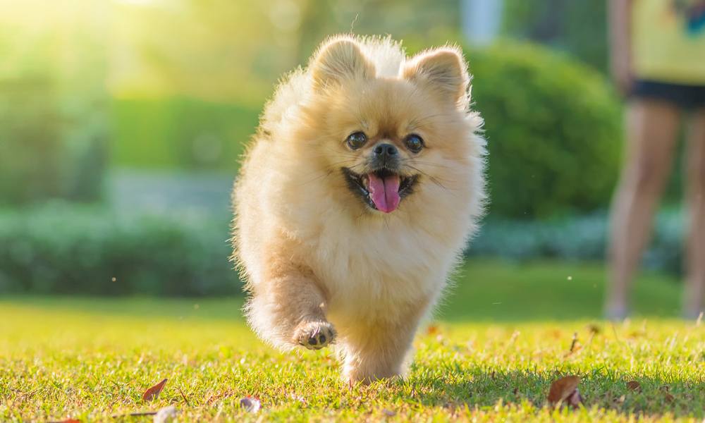 Le spitz nain ou loulou de Poméranie, une boule de poils et d'énergie