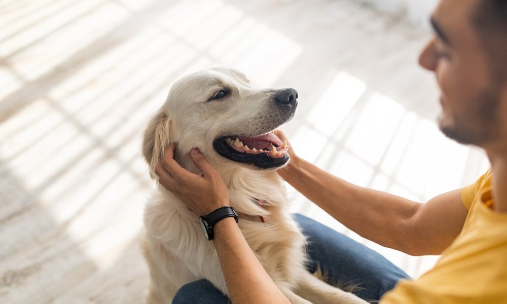 Un homme fait un câlin à son labrador blanc qui sourit. Le prénom de ce chien en 2024 commencera par un v