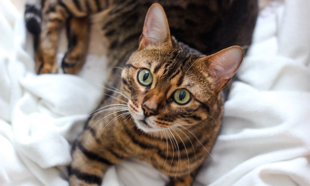 Le prix d'un chat savannah est conséquent car c'est une race d'exception. Le félin est allongé au centre de l'image et regarde vers l'objectif.