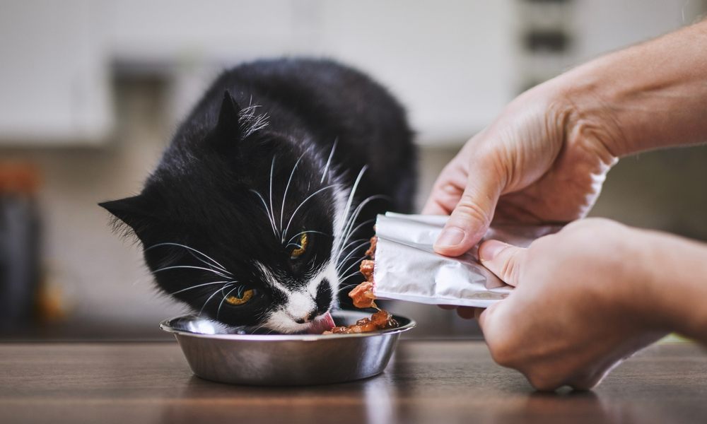 L'Alimentation Chat Naturelle : quels avantages et bienfaits ? –