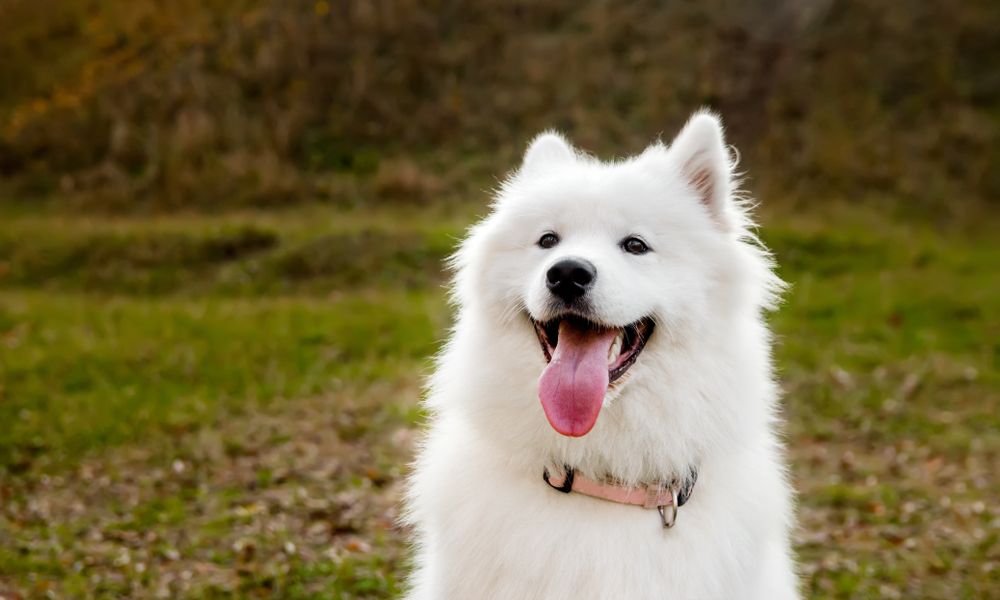 une race de chien à poil long, un samoyède blanc est au centre de l'image et regarde l'objectif en tirant la langue.