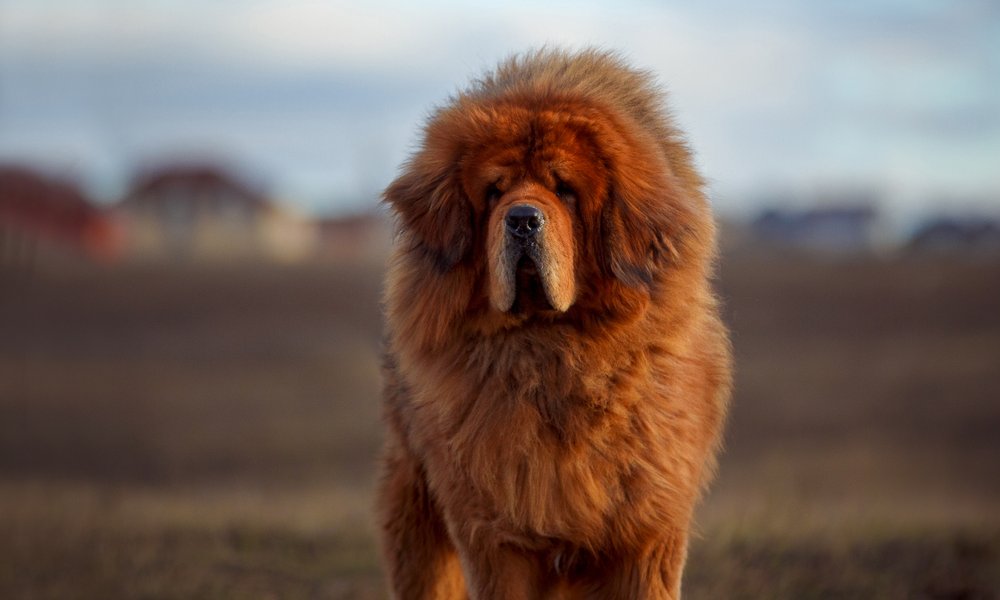 Un dogue du tibet , une race de chien à poils longs, est au centre de l'image. Le fond est flou mais on voit un espace en extérieur.