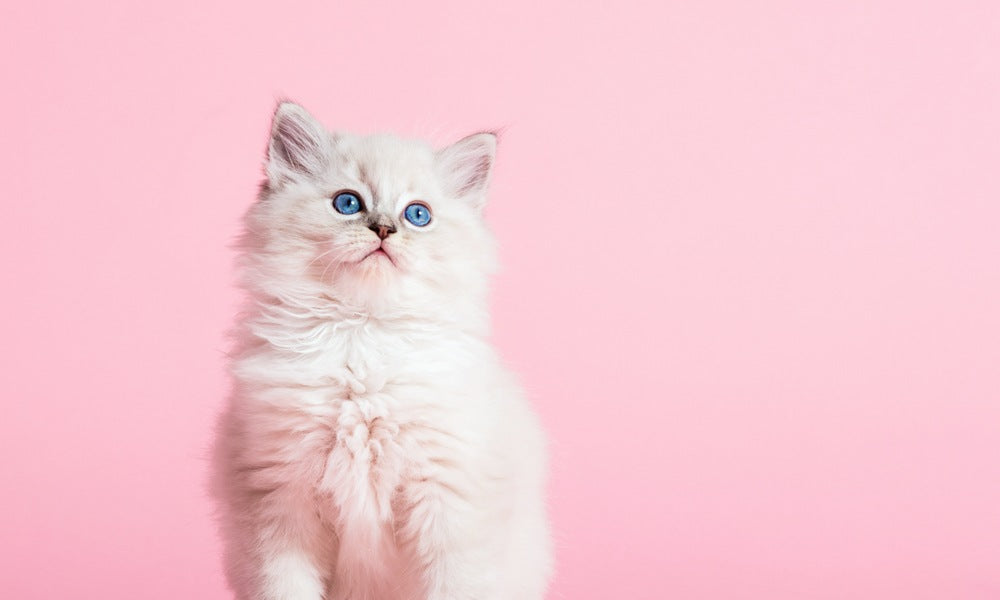 Un ragdol chat blanc est au centre au centre de l'image. Le félin aux yeux bleus regarde vers le haut, droit de l'image. Le fond est rose.