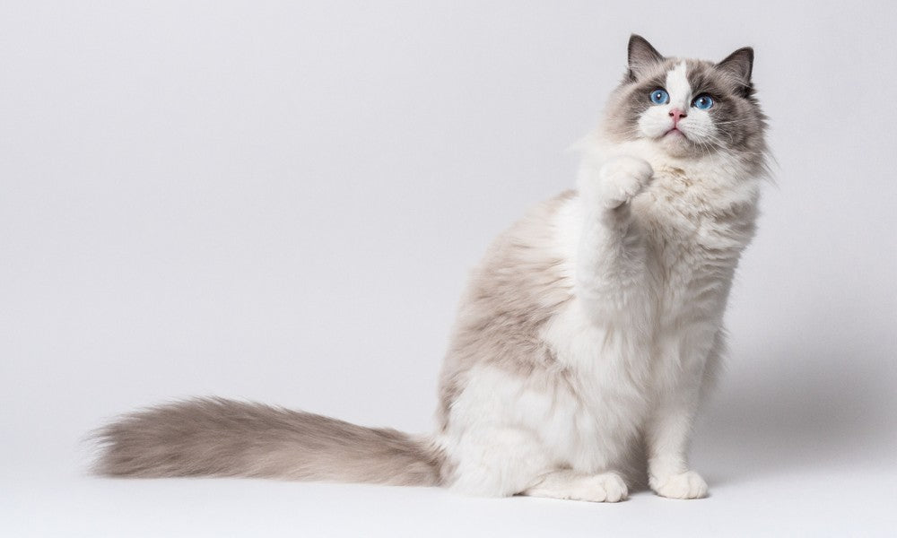 Un chat Ragdoll blanc est assit, au centre droit de l'image. Le félin aux yeux bleus semble jouer, il a une patte en l'air et regarde vers le haut.